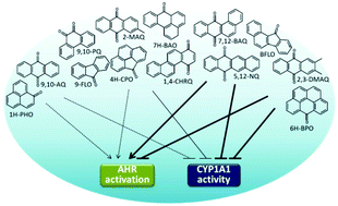 Graphical abstract: Induction and inhibition of human cytochrome P4501 by oxygenated polycyclic aromatic hydrocarbons