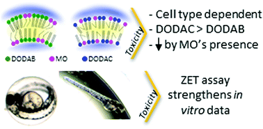 Graphical abstract: Counter ions and constituents combination affect DODAX : MO nanocarriers toxicity in vitro and in vivo