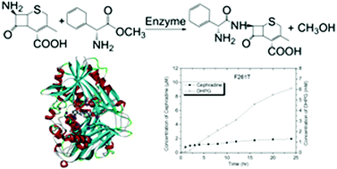 Graphical abstract: Computational design of cephradine synthase in a new scaffold identified from structural databases