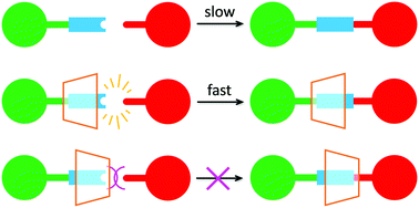 Graphical abstract: Covalent capture of oriented calix[6]arene rotaxanes by a metal-free active template approach