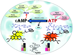 Graphical abstract: Retracted Article: Differential detection and quantification of cyclic AMP and other adenosine phosphates in live cells