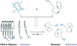Graphical abstract: Stabilizing amyloid-β peptide by the N-terminus capture is capable of preventing and eliminating amyloid-β oligomers