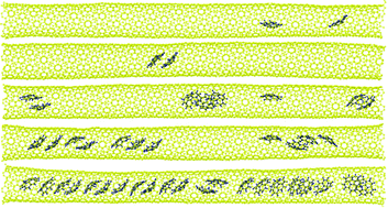 Graphical abstract: Dynamic encapsulation of corannulene molecules into a single-walled carbon nanotube