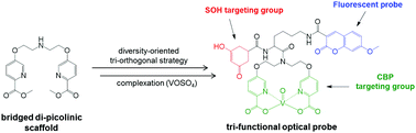 Graphical abstract: A tri-functional vanadium(iv) complex to detect cysteine oxidation