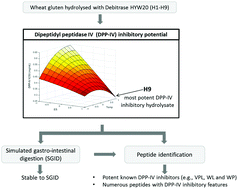 Graphical abstract: Generation of wheat gluten hydrolysates with dipeptidyl peptidase IV (DPP-IV) inhibitory properties