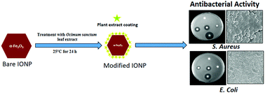 Graphical abstract: Antibacterial efficacy of Ocimum sanctum leaf extract-treated iron oxide nanoparticles