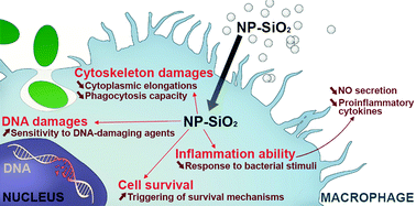 Graphical abstract: Differential proteomics highlights macrophage-specific responses to amorphous silica nanoparticles