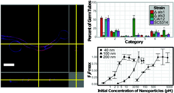 Graphical abstract: Characterization of carboxylate nanoparticle adhesion with the fungal pathogen Candida albicans