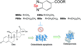 Graphical abstract: Selenadiazole derivatives antagonize glucocorticoid-induced osteoblasts cells apoptosis by blocking ROS-mediated signaling, a new anti-osteoporosis strategy