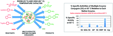 Graphical abstract: Nanoarmoring: strategies for preparation of multi-catalytic enzyme polymer conjugates and enhancement of high temperature biocatalysis