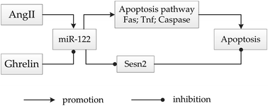 Graphical abstract: The impact of microRNA-122 and its target gene Sestrin-2 on the protective effect of ghrelin in angiotensin II-induced cardiomyocyte apoptosis