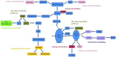 Graphical abstract: Tissue metabolomic profiling to reveal the therapeutic mechanism of reduning injection on LPS-induced acute lung injury rats