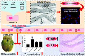 Graphical abstract: Size- and shape-dependent effects of titanium dioxide nanoparticles on the permeabilization of the blood–brain barrier