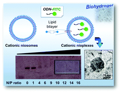 Graphical abstract: Cationic nioplexes-in-polysaccharide-based hydrogels as versatile biodegradable hybrid materials to deliver nucleic acids