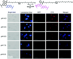 Graphical abstract: Fluorescent probes for sensitive and selective detection of pH changes in live cells in visible and near-infrared channels