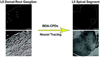 Graphical abstract: A brand-new generation of fluorescent nano-neural tracers: biotinylated dextran amine conjugated carbonized polymer dots