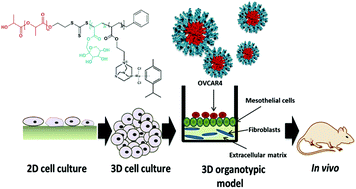 Graphical abstract: A new 3D organotypic model of ovarian cancer to help evaluate the antimetastatic activity of RAPTA-C conjugated micelles