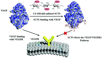 Graphical abstract: Chitosan sulfate inhibits angiogenesis via blocking the VEGF/VEGFR2 pathway and suppresses tumor growth in vivo