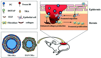 Graphical abstract: A dual deformable liposomal ointment functionalized with retinoic acid and epidermal growth factor for enhanced burn wound healing therapy