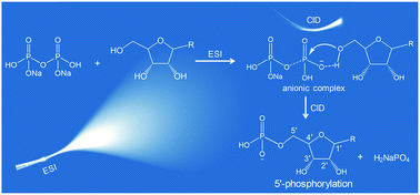 Graphical abstract: Regioselective 5′-position phosphorylation of ribose and ribonucleosides: phosphate transfer in the activated pyrophosphate complex in the gas phase