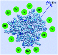 Graphical abstract: Distribution of zwitter-ionic tryptophan between the micelles of 1-dodecyl-3-methyl imidazolium and aqueous medium from molecular dynamic simulation