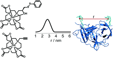 Graphical abstract: Small neutral Gd(iii) tags for distance measurements in proteins by double electron–electron resonance experiments
