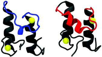 Graphical abstract: Molecular simulations reveal that a short helical loop regulates thermal stability of type I cohesin–dockerin complexes
