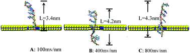 Graphical abstract: Theoretical studies on key factors in DNA sequencing using atomically thin molybdenum disulfide nanopores