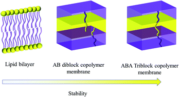 Graphical abstract: Creating cross-linked lamellar block copolymer supporting layers for biomimetic membranes