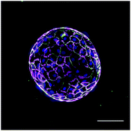 Graphical abstract: A high-throughput microtissue platform to probe endothelial function in vitro