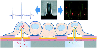 Graphical abstract: Selective intracellular delivery and intracellular recordings combined in MEA biosensors