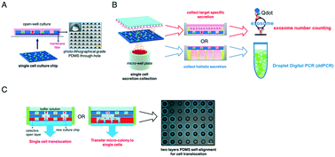 Graphical abstract: A single-cell translocation and secretion assay (TransSeA)