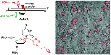 Graphical abstract: “siRNA traffic lights”: arabino-configured 2′-anchors for fluorescent dyes are key for dual color readout in cell imaging