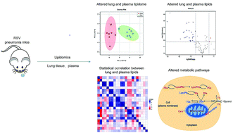Graphical abstract: High-resolution lipidomics reveals dysregulation of lipid metabolism in respiratory syncytial virus pneumonia mice