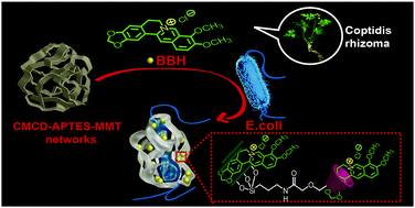 Graphical abstract: Sustained antibacterial activity of berberine hydrochloride loaded supramolecular organoclay networks with hydrogen-bonding junctions