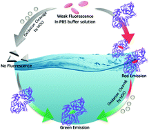 Graphical abstract: Enhanced fluorescence sensing of hypochlorous acid using serum albumin as a signal amplifier
