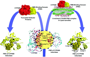 Graphical abstract: Probing membrane enhanced protein–protein interactions in a minimal redox complex of cytochrome-P450 and P450-reductase