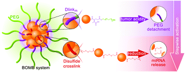 Graphical abstract: A PEGylated megamer-based microRNA delivery system activatable by stepwise microenvironment stimulation