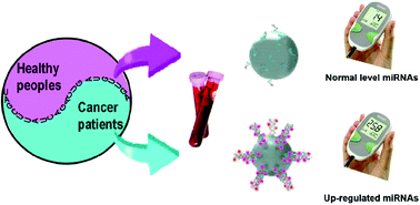 Graphical abstract: Digital quantitative detection of serum circulating miRNAs using dual-enhanced magnetobiosensors based on cascaded nucleic acid circuits
