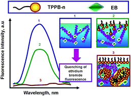 Graphical abstract: Alkyl triphenylphosphonium surfactants as nucleic acid carriers: complexation efficacy toward DNA decamers, interaction with lipid bilayers and cytotoxicity studies
