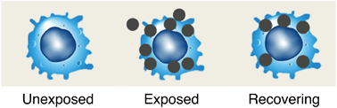 Graphical abstract: How reversible are the effects of silver nanoparticles on macrophages? A proteomic-instructed view
