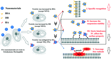 Graphical abstract: Factors determining the toxicity of engineered nanomaterials to Tetrahymena thermophila in freshwater: the critical role of organic matter