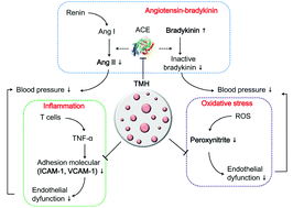 Graphical abstract: Antihypertensive effects of Trichiurus lepturus myosin hydrolysate in spontaneously hypertensive rats