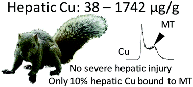 Graphical abstract: Changes in copper, zinc and cadmium distributions in the liver of Formosan squirrels with characteristic high copper accumulation