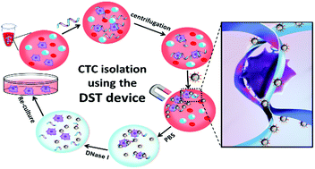 Graphical abstract: Non-invasive isolation of rare circulating tumor cells with a DNA mimic of double-sided tape using multimeric aptamers