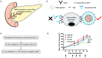 Graphical abstract: Repurposing of Cetuximab in antibody-directed chemotherapy-loaded nanoparticles in EGFR therapy-resistant pancreatic tumours