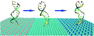 Graphical abstract: Orientational DNA binding and directed transport on nanomaterial heterojunctions