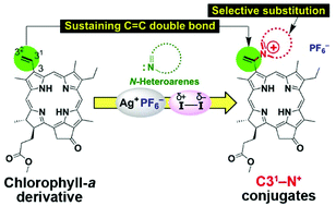 Graphical abstract: C31-Selective substitution of cationic N-heteroaromatic groups into a 3-vinylated chlorophyll-a derivative