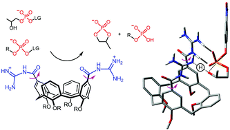 Graphical abstract: A calix[4]arene with acylguanidine units as an efficient catalyst for phosphodiester bond cleavage in RNA and DNA model compounds