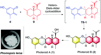 Graphical abstract: Photeroids A and B, unique phenol–sesquiterpene meroterpenoids from the deep-sea-derived fungus Phomopsis tersa